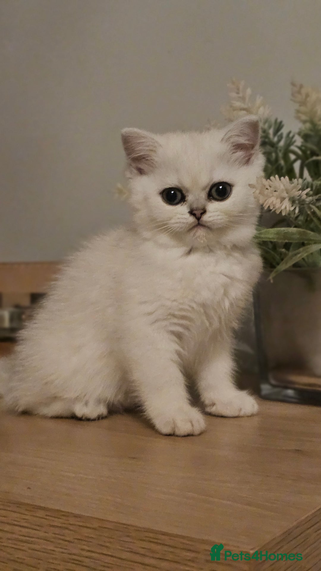 British Shorthair cats for sale: Girl british shorthair silver shadded - Advert 2