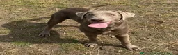 Labrador Retriever dogs for stud: Gorgeous well proven Silver Labrador Stud - Advert 9