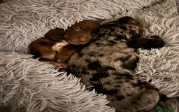 Dachshund dogs for sale: Beautiful miniature dachshund puppies - Image 14