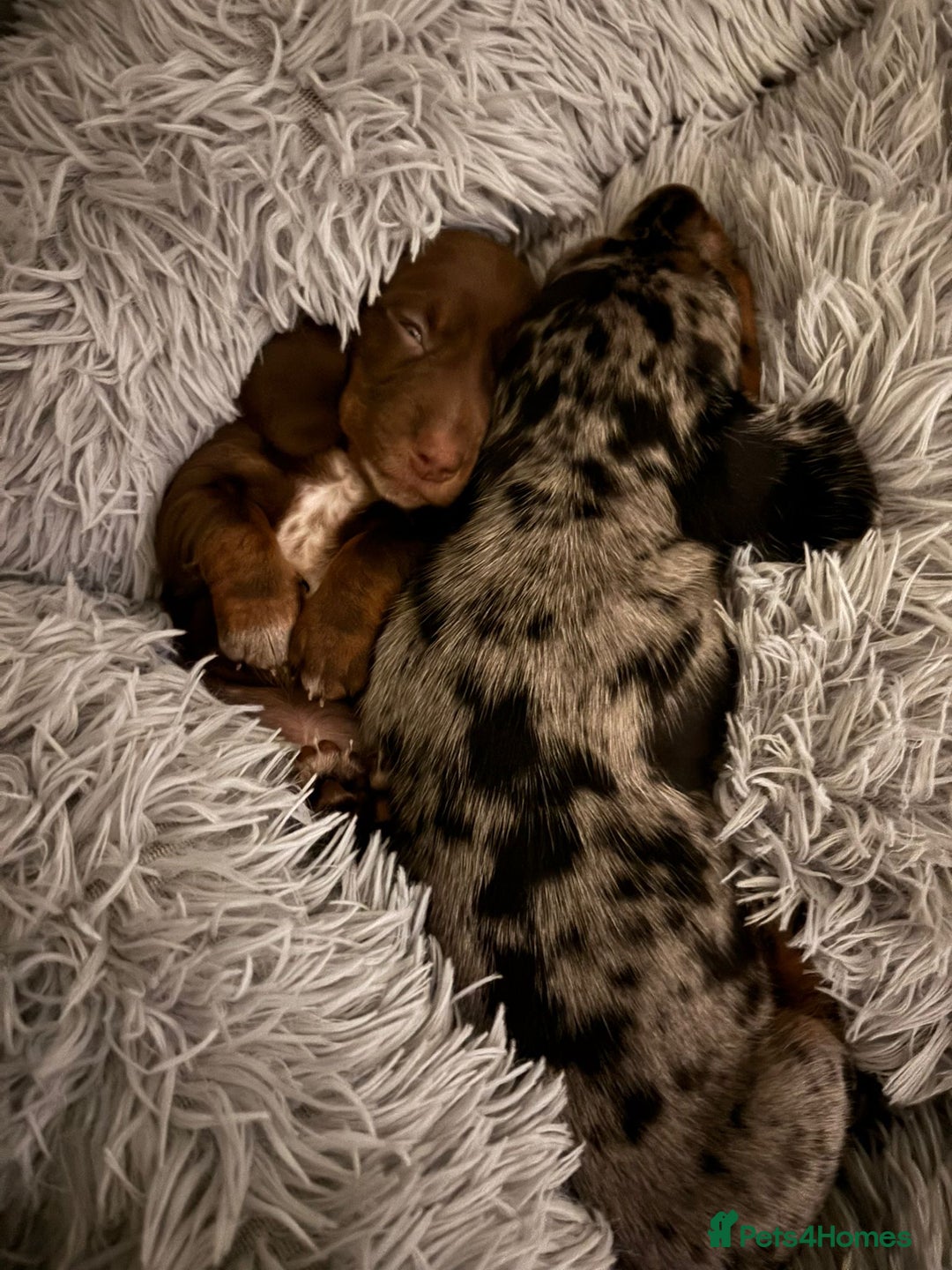 Dachshund dogs for sale: Beautiful miniature dachshund puppies - Image 14