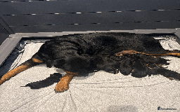 Rottweiler dogs for sale: ROTTWEILER PUPPIES. KC REG. - Image 1