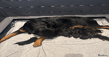 Rottweiler dogs - Advert 5