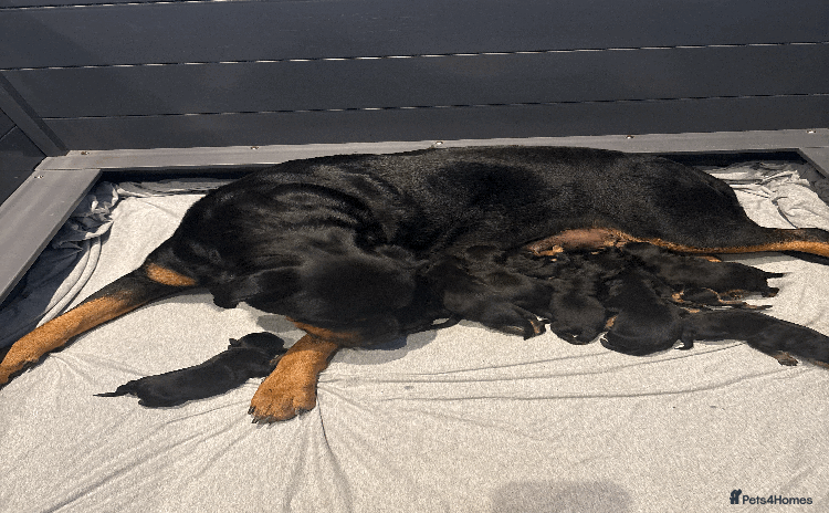 Rottweiler dogs - Advert 5