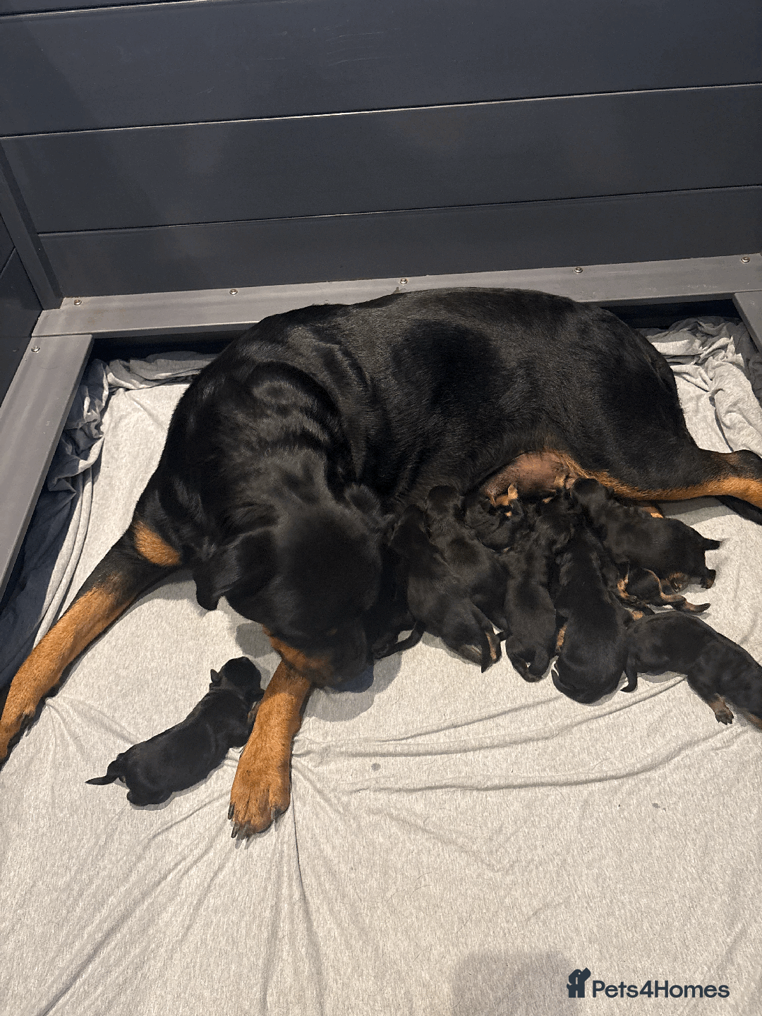 Rottweiler dogs for sale: ROTTWEILER PUPPIES. KC REG. - Image 1