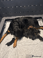 Rottweiler dogs - Advert 4