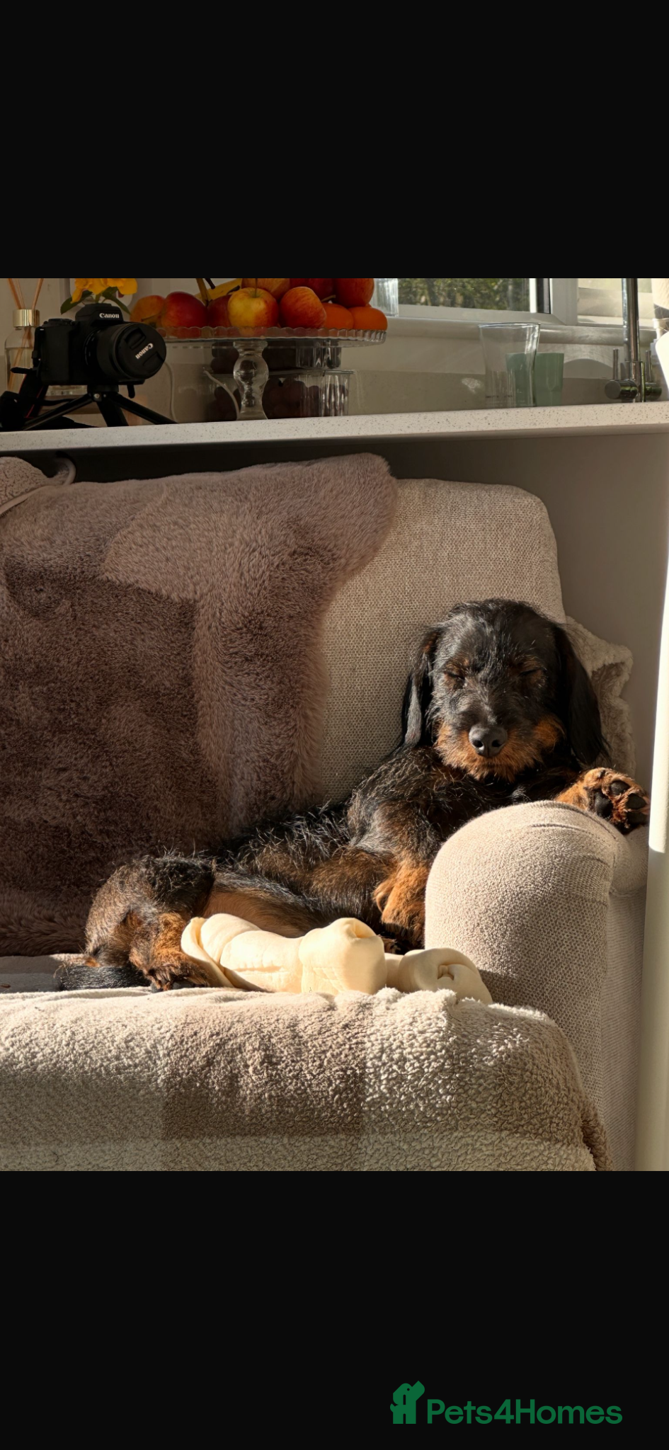 Dachshund dogs Nearly 2 years old long haired wired dachshund  - Advert 11