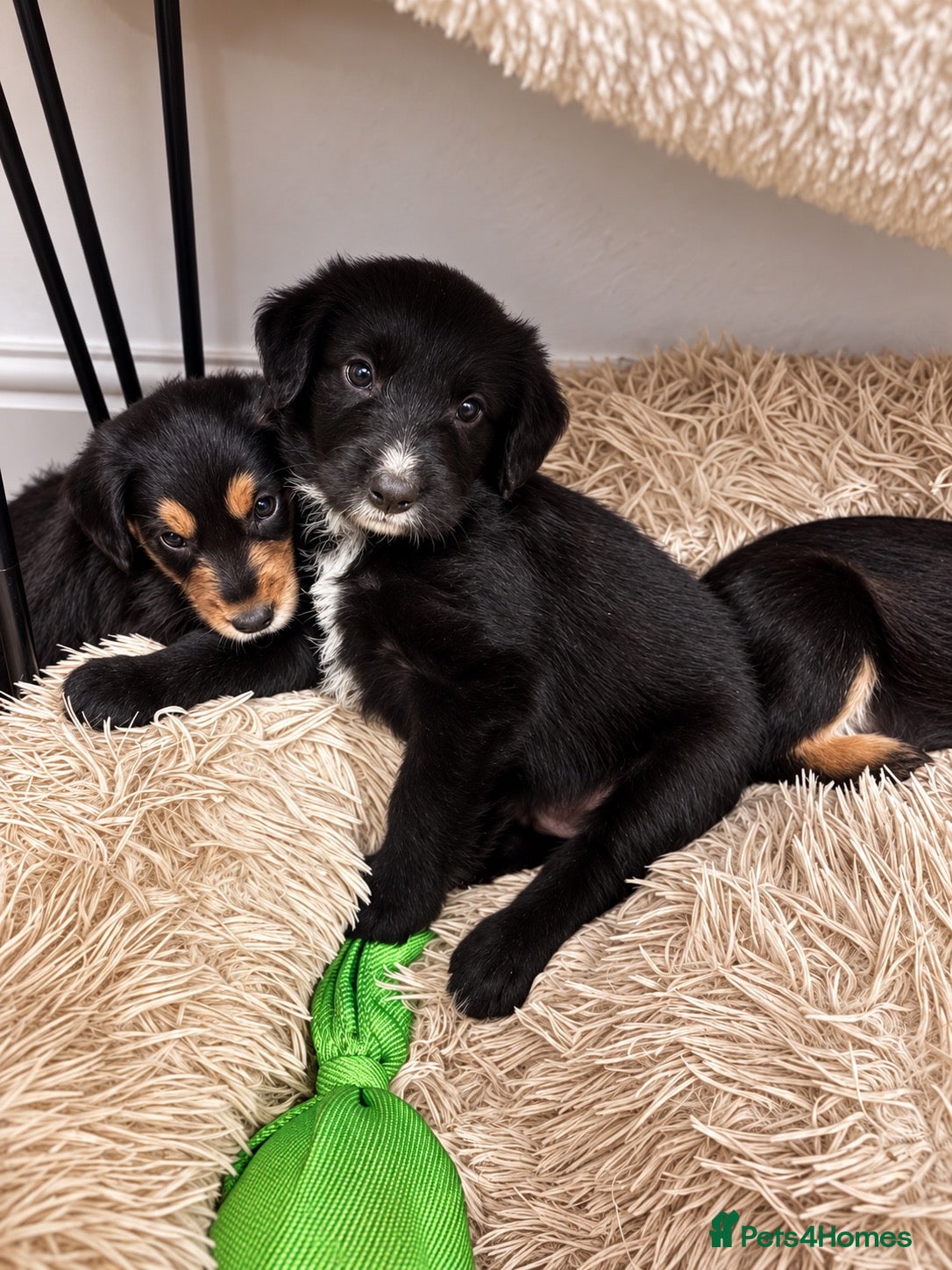Mixed Breed dogs 🐾 Beautiful Colipoo Pups 2 LEFT    - Advert 1