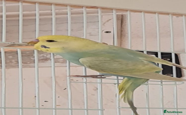 Budgerigars birds - Advert 1