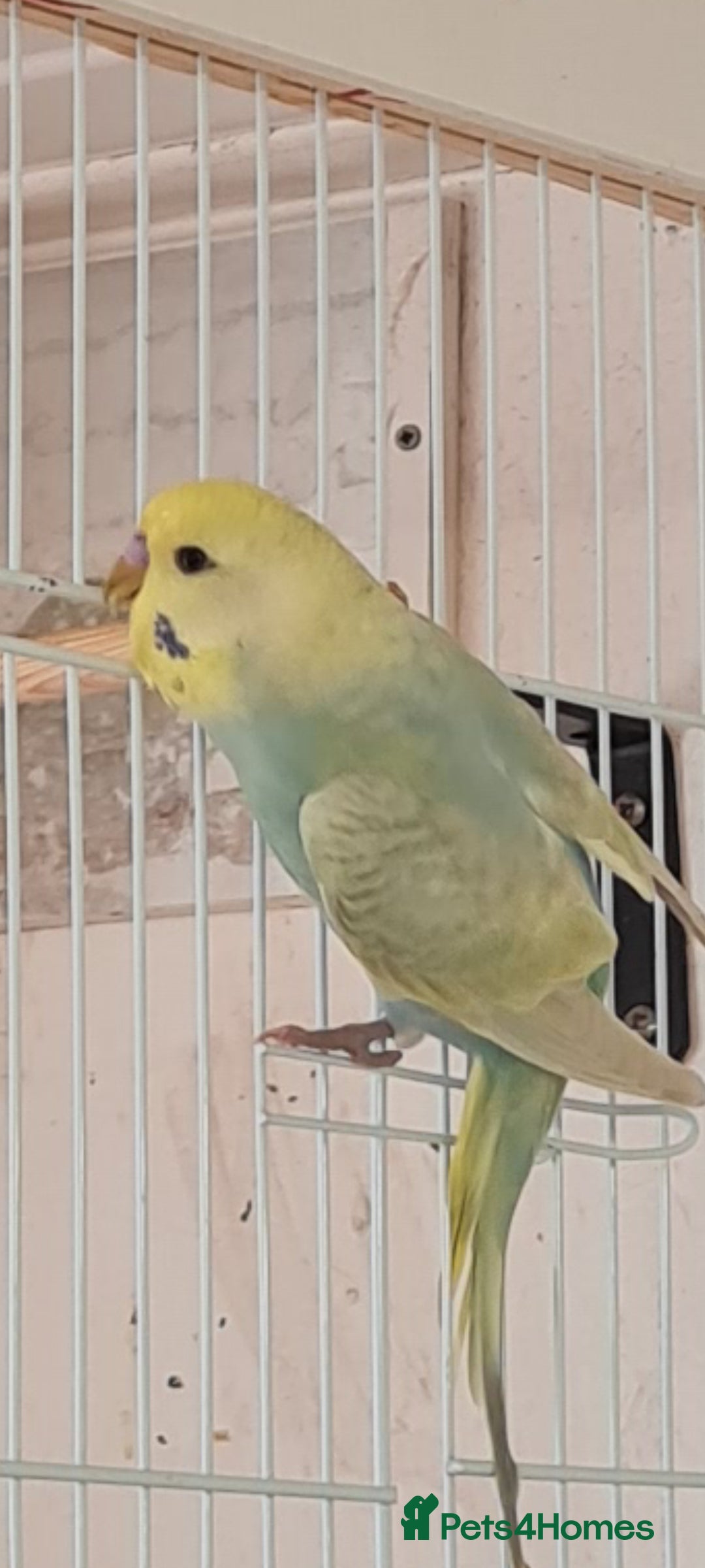 Budgerigars birds for sale: 2x male budgies - Image 1