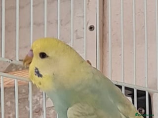 Budgerigars birds - Advert 9