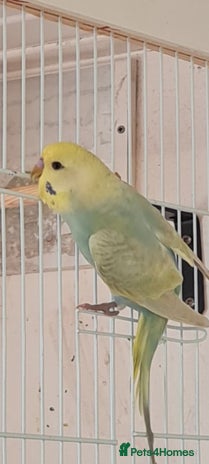 Budgerigars birds - Advert 1