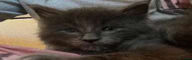 Maine Coon Kitten 3