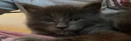 Maine Coon cats for sale: Stunning TICA Russian Maine Coon 1 left! - Advert 1