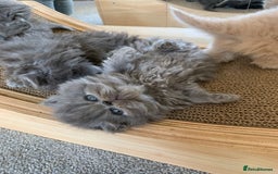 Persian cats for sale: *5 Generations Pedigree Persian Kittens - Image 6