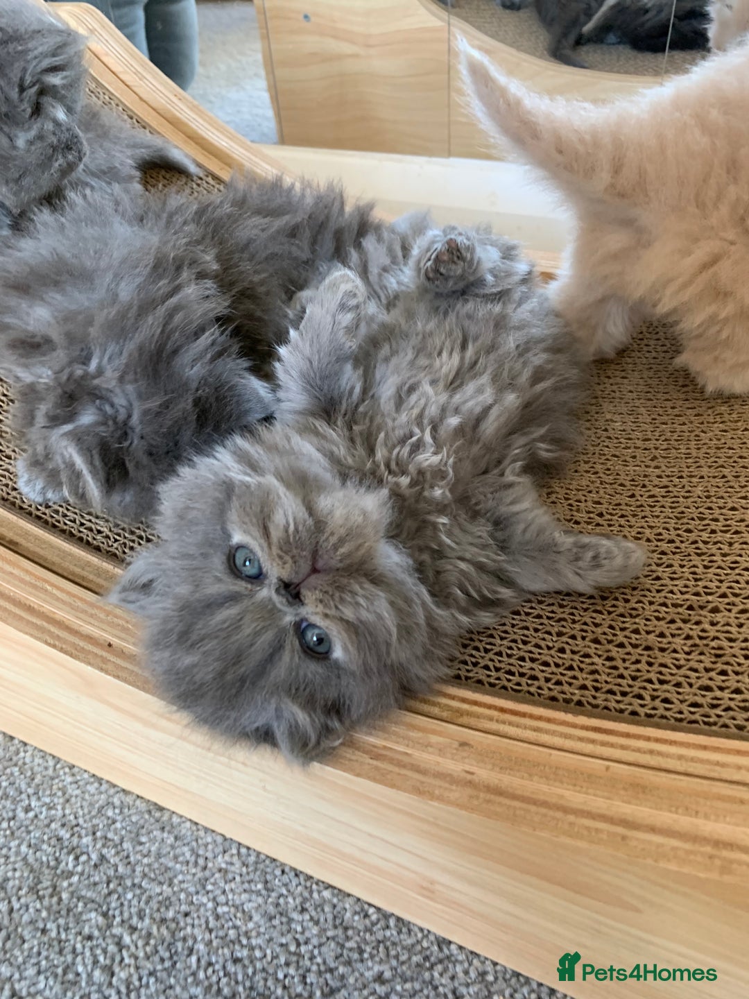 Persian cats for sale: *5 Generations Pedigree Persian Kittens - Image 6