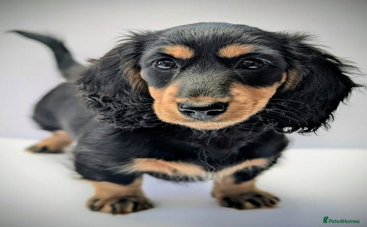 Miniature Dachshund dogs - Advert 1