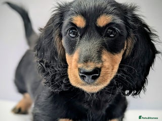 Miniature Dachshund dogs - Advert 6