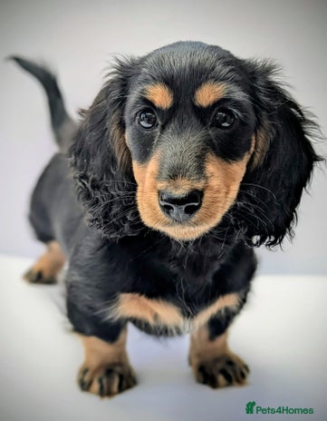 Miniature Dachshund dogs - Advert 4