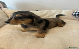 Dachshund dogs for sale: Dachshund long haired miniature - Image 13