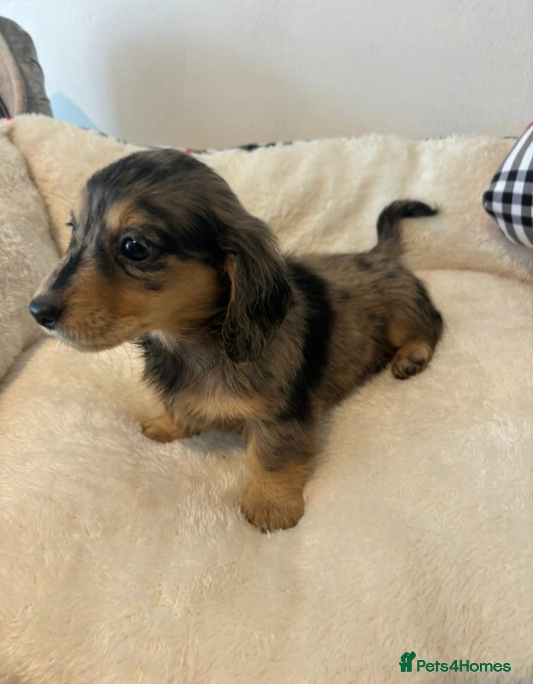 Dachshund dogs for sale: Dachshund long haired miniature - Image 13