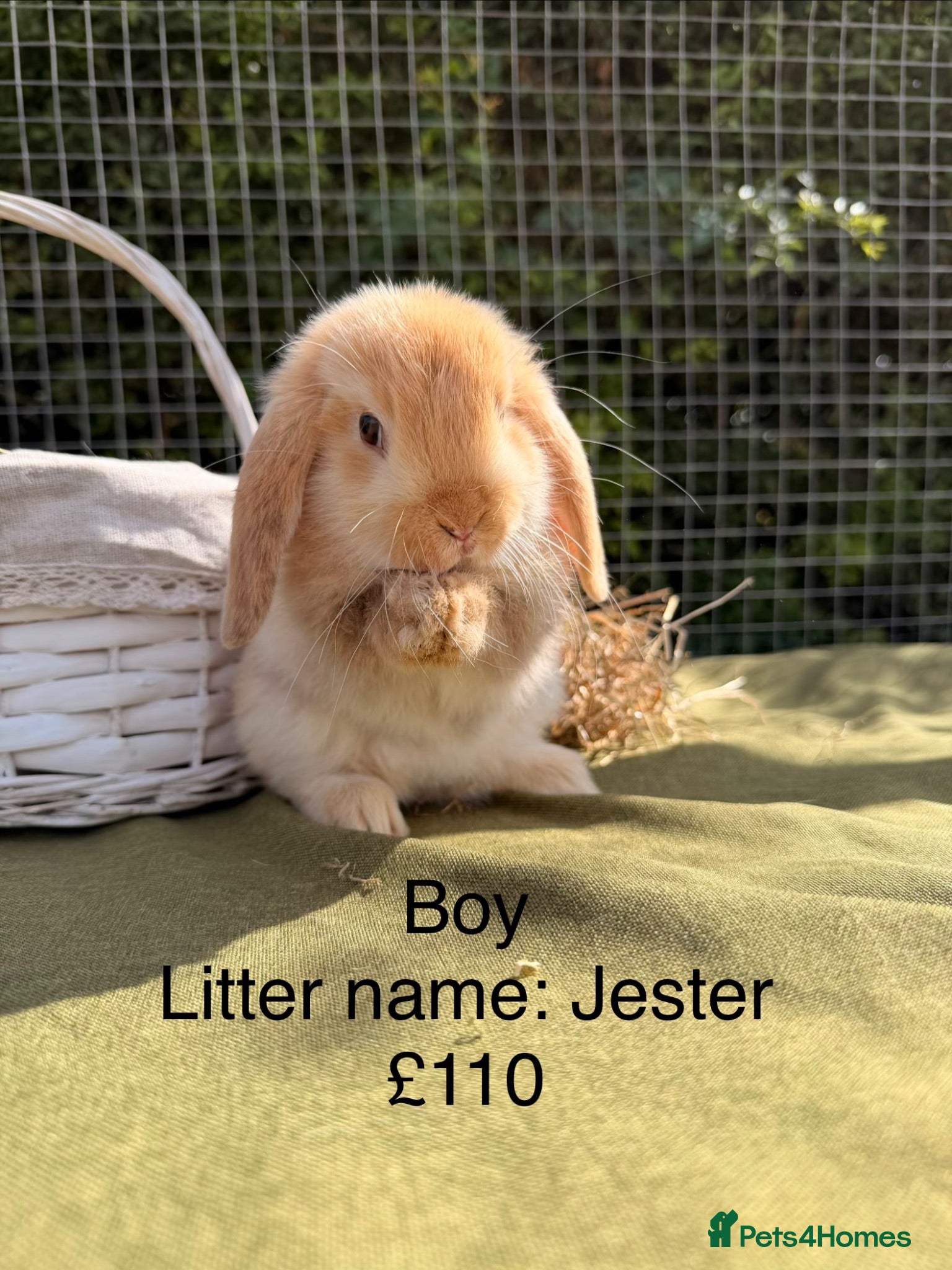 Mini Lop rabbits Mini lop babies! Lots of colours!  - Advert 1