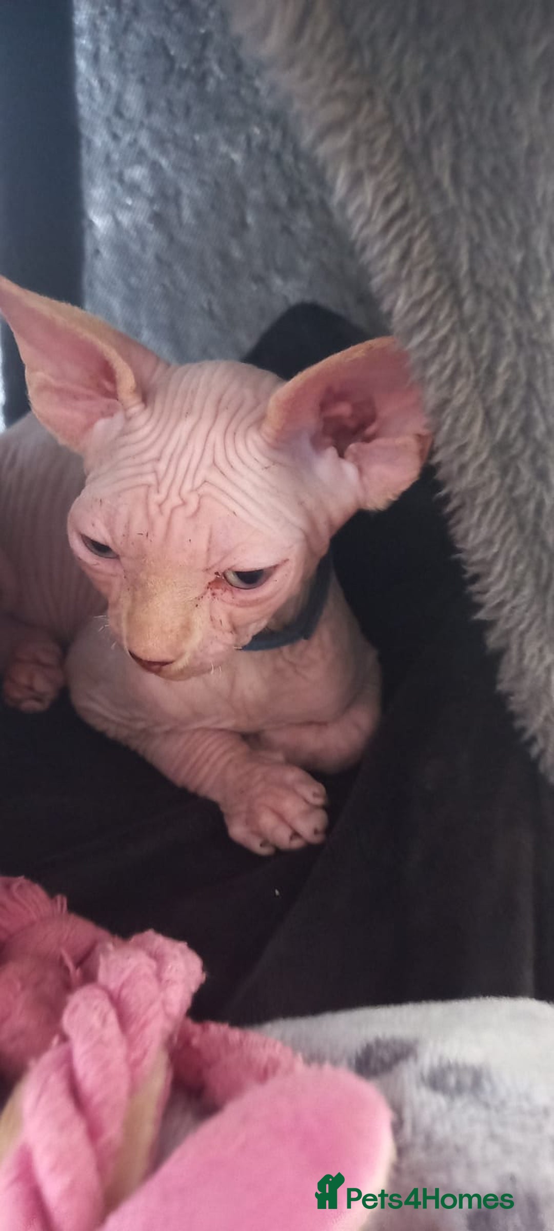 Sphynx cats for sale: 5 Adorable Sphynx Kittens for sale! - Image 25