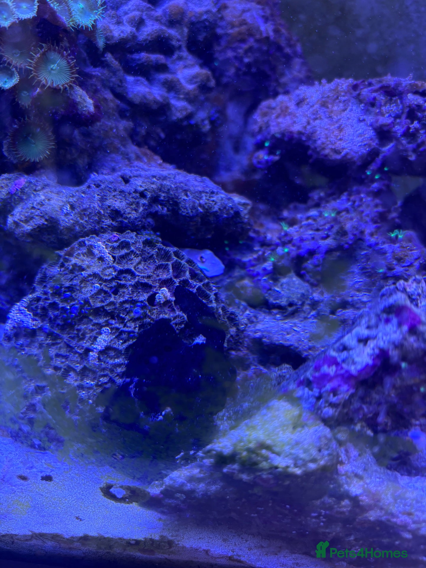 Other/Mixed Breed fish Frog fish  - Advert 2