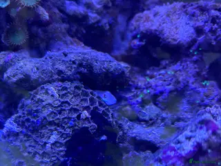 Other/Mixed Breed fish Frog fish - Advert 2