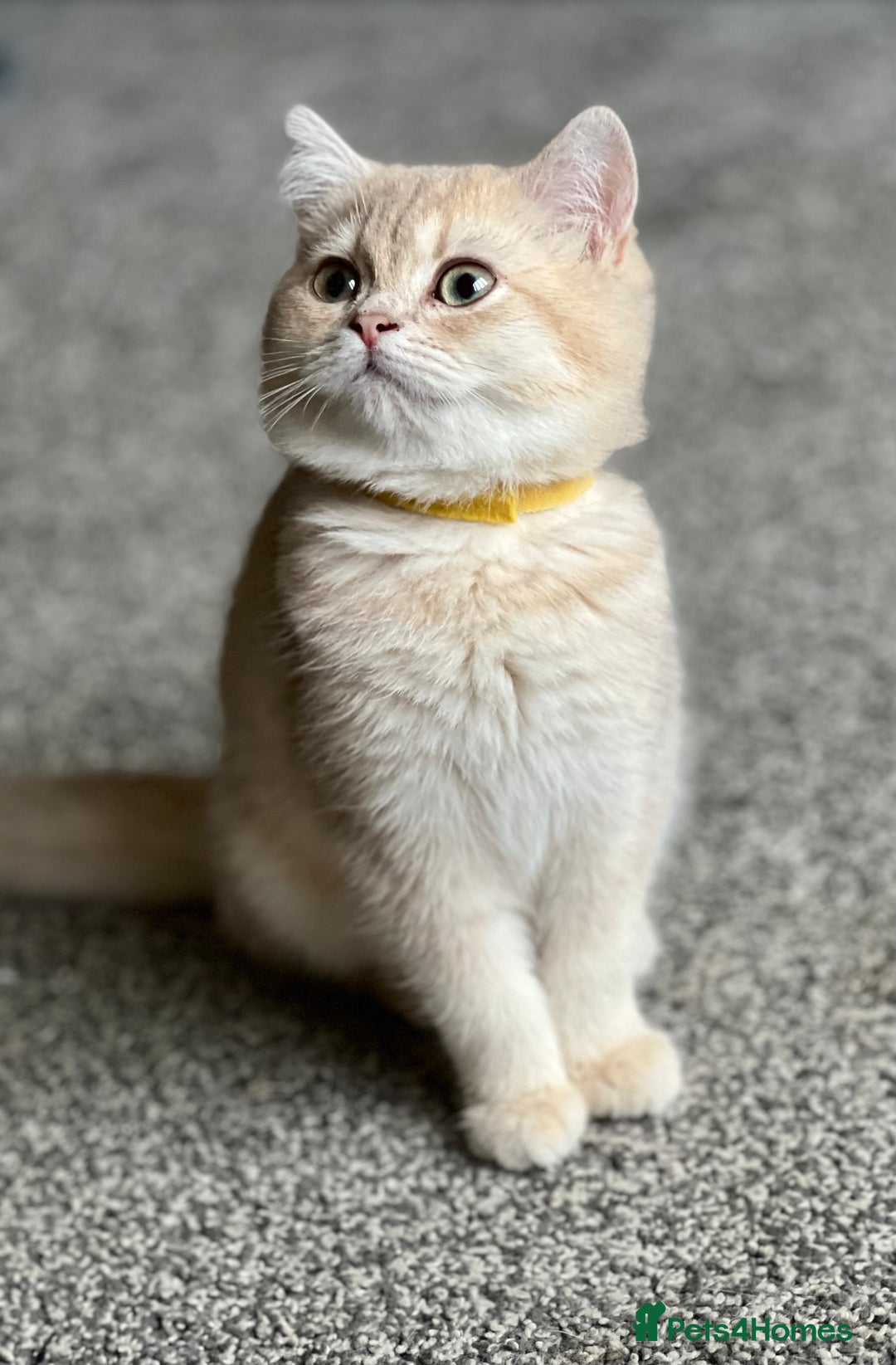 British Shorthair cats for sale: Adorable BSH kittens golden TiCA/ GCCF - Image 17