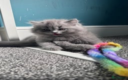 British Longhair cats for sale: British longhair ready for home in Watford - Image 8