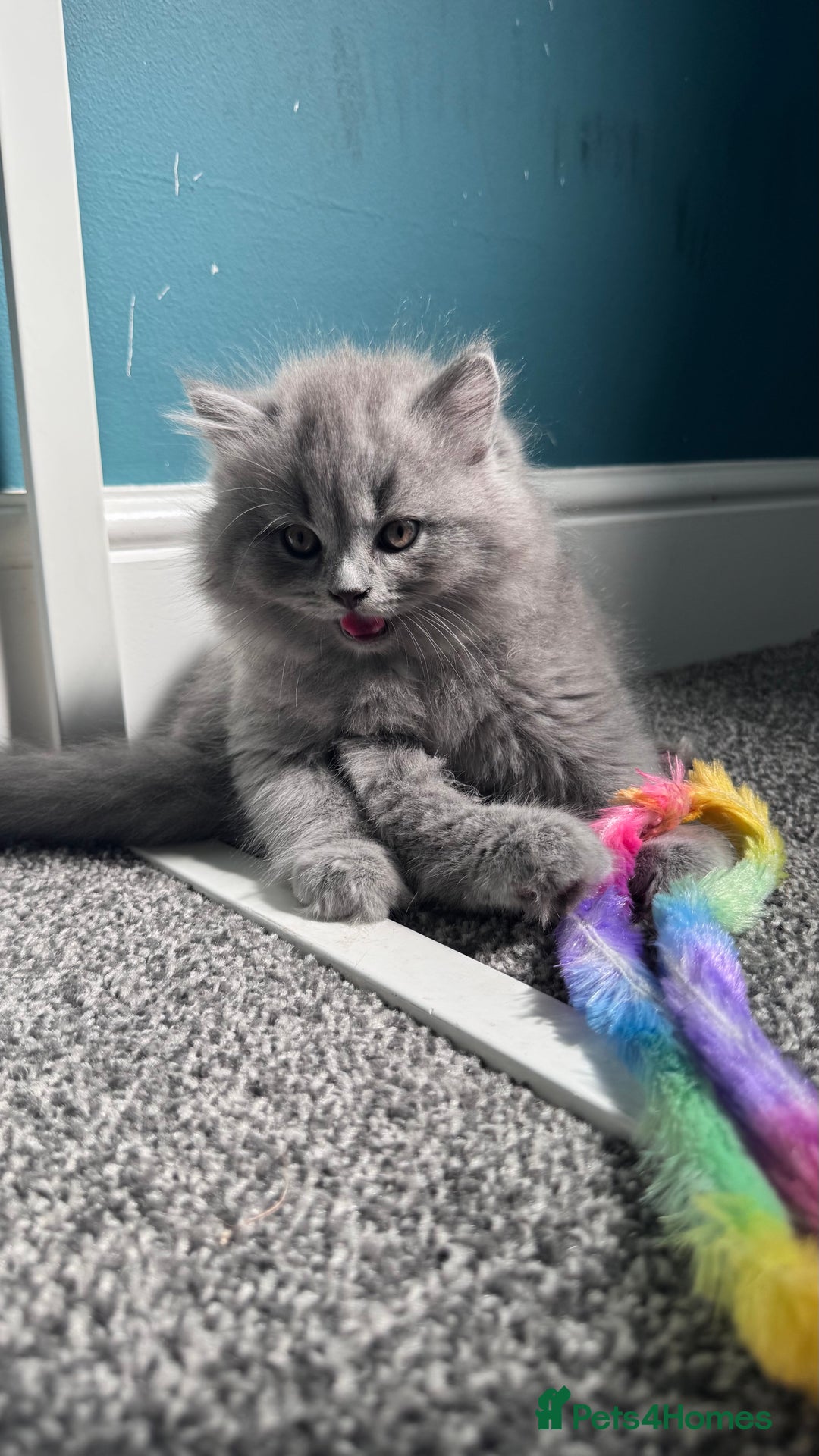 British Longhair cats for sale: British longhair ready for home in Watford - Image 8