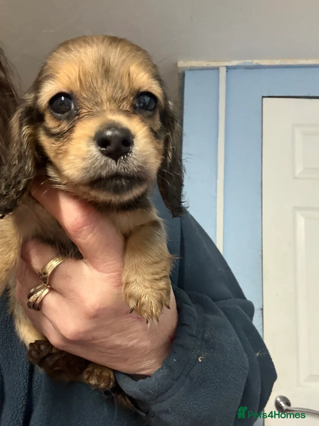 Miniature Dachshund dogs for sale: Miniature long haired Dachshund puppies Kc reg  - Advert 7