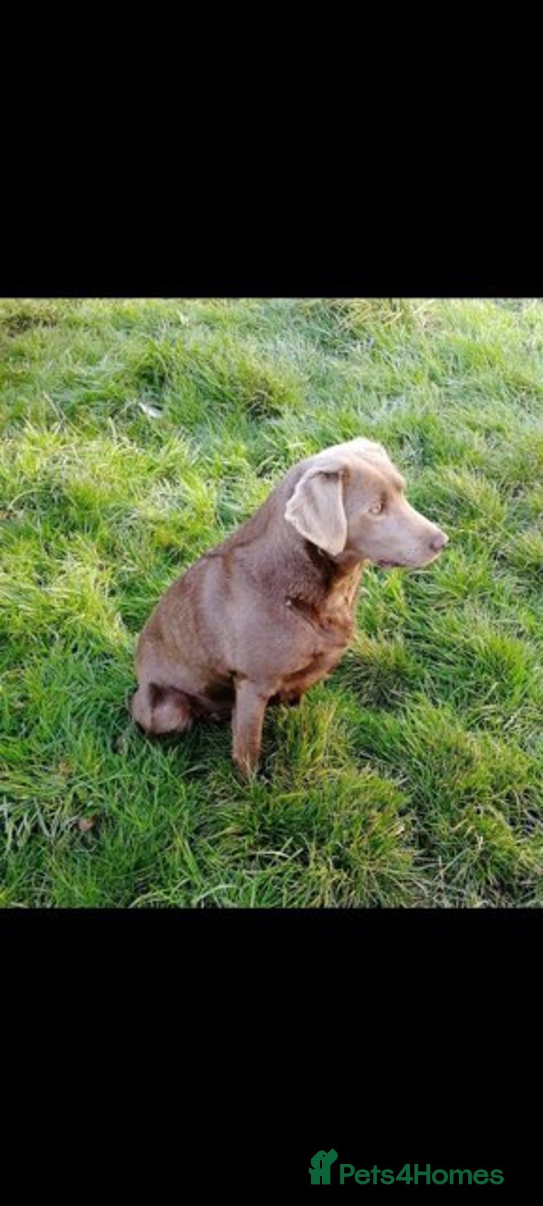 Labrador Retriever dogs for sale: Stunning sliver labradors  - Image 6