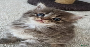 Maine Coon cats - Advert 10