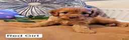 Cavapoo dogs for sale: Outstanding Cavapoo Puppies  - Advert 28