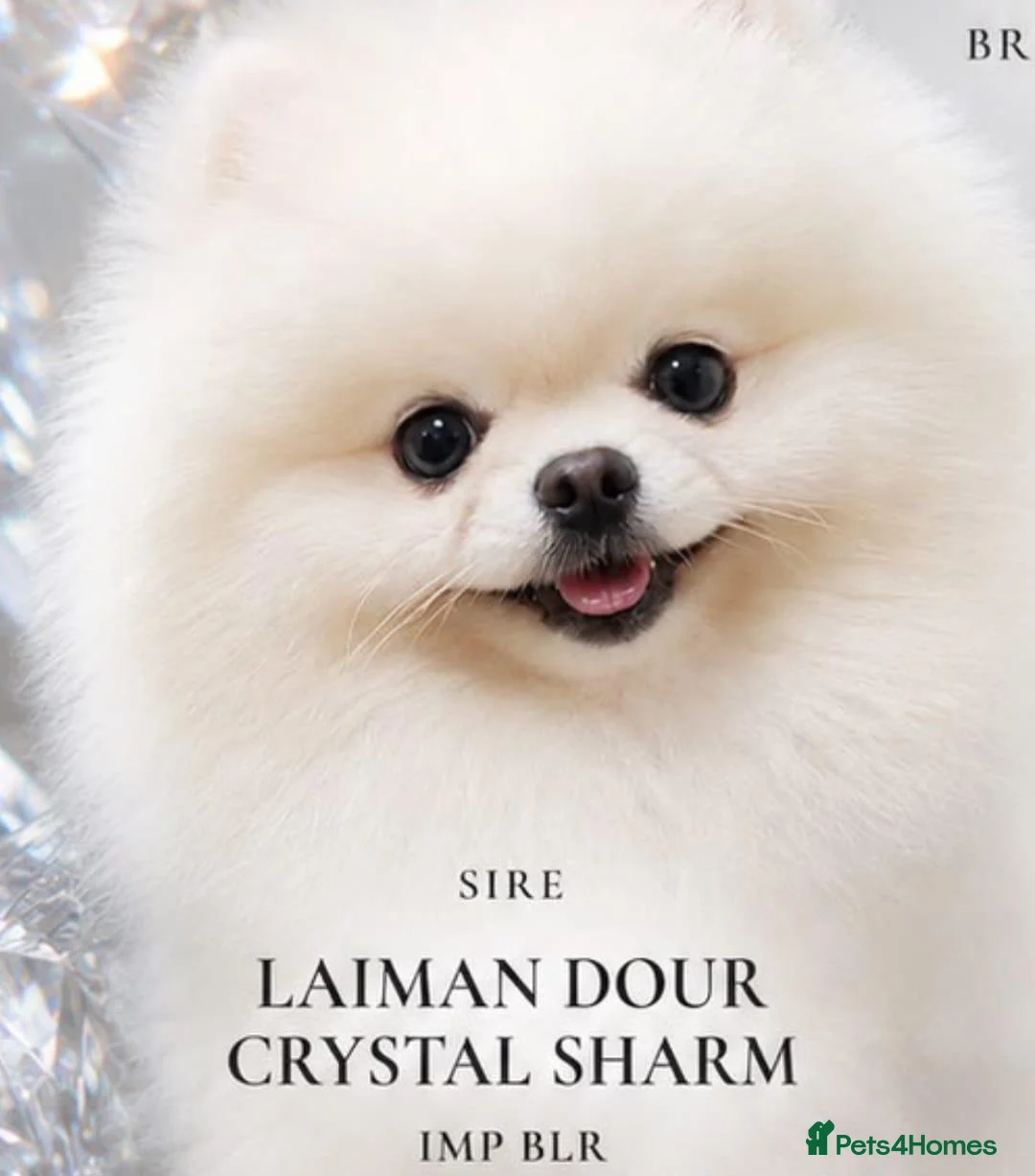 Pomeranian dogs for sale: Beautiful pomeranians  in Aylesford - Advert 8