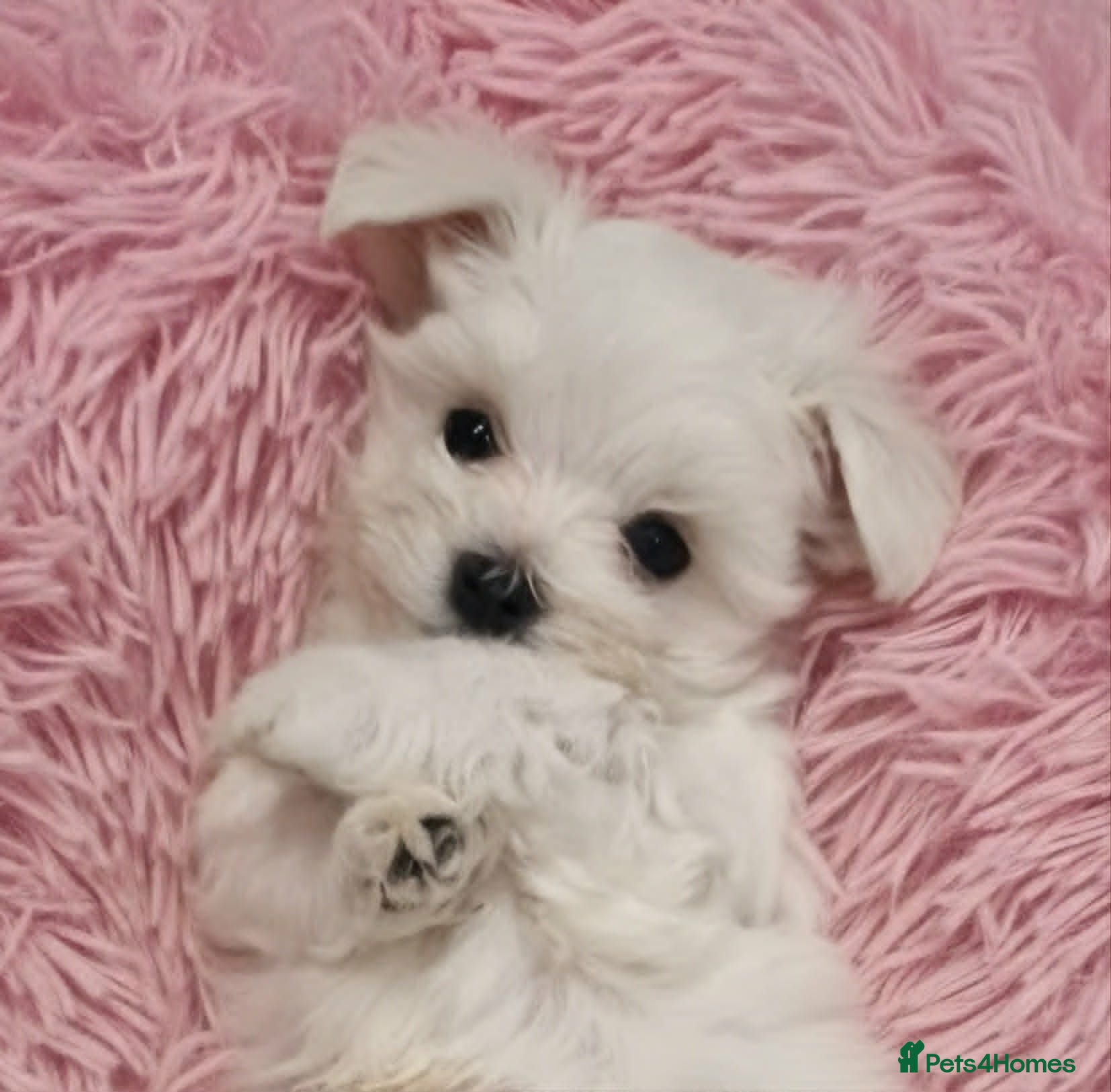 Maltese dogs Adorable Korean Matlese Puppies - Advert 2