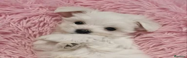 Laila