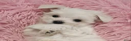 Maltese dogs for sale: Adorable Korean Matlese Puppies - Advert 2