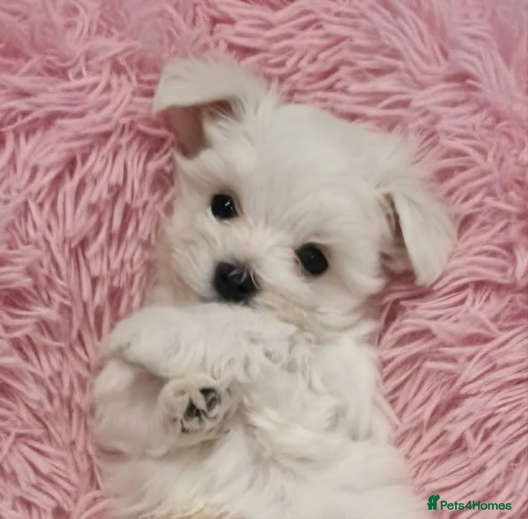 Maltese dogs for sale: Adorable Korean Matlese Puppies - Advert 2