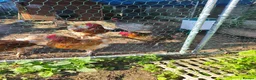 Chickens poultry for sale: 6 x chickens for sale  in Goole - Advert 4