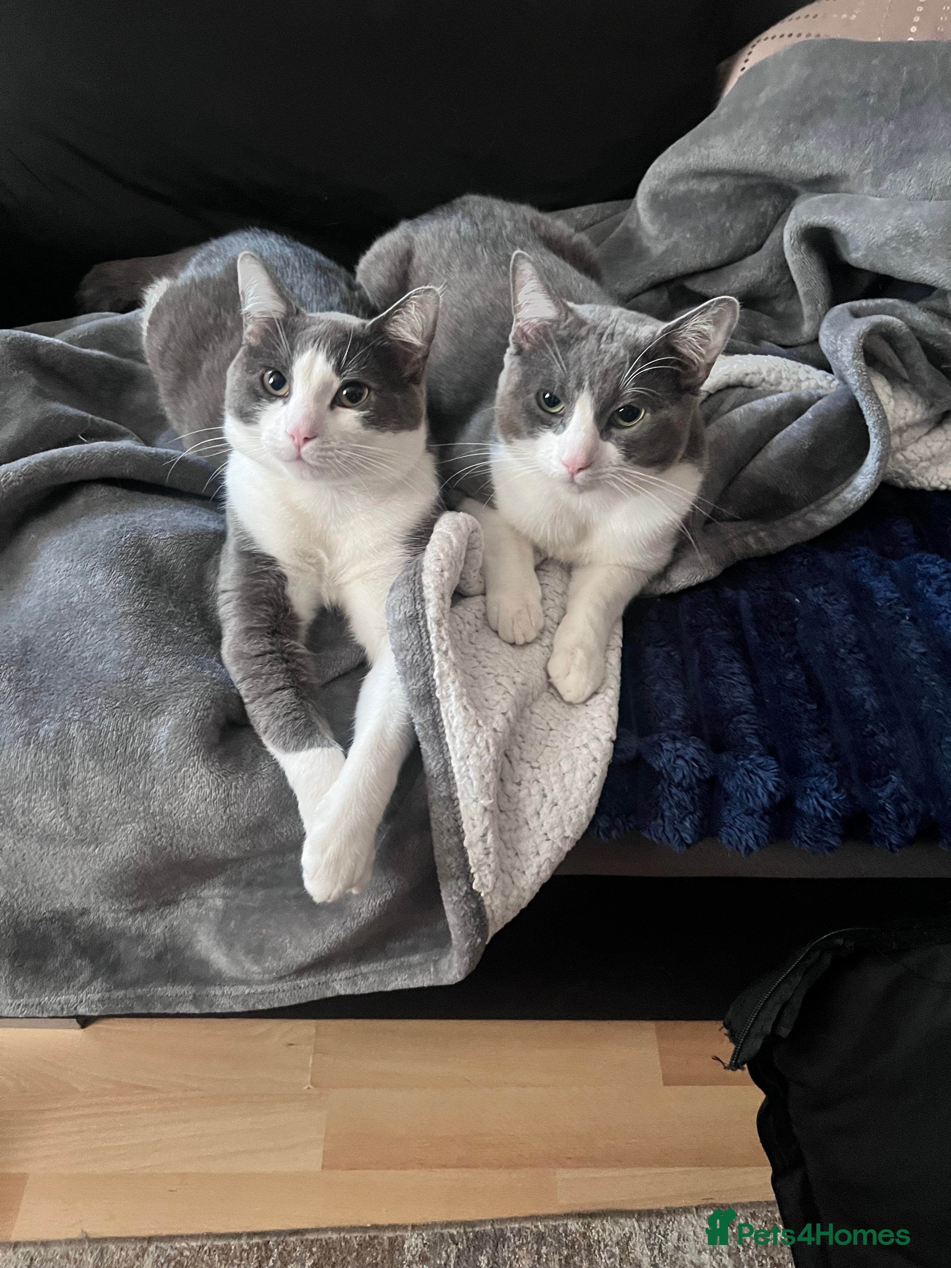 Mixed Breed cats Two brothers looking for new home - Advert 21