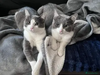 Mixed Breed cats Two brothers looking for new home - Advert 21
