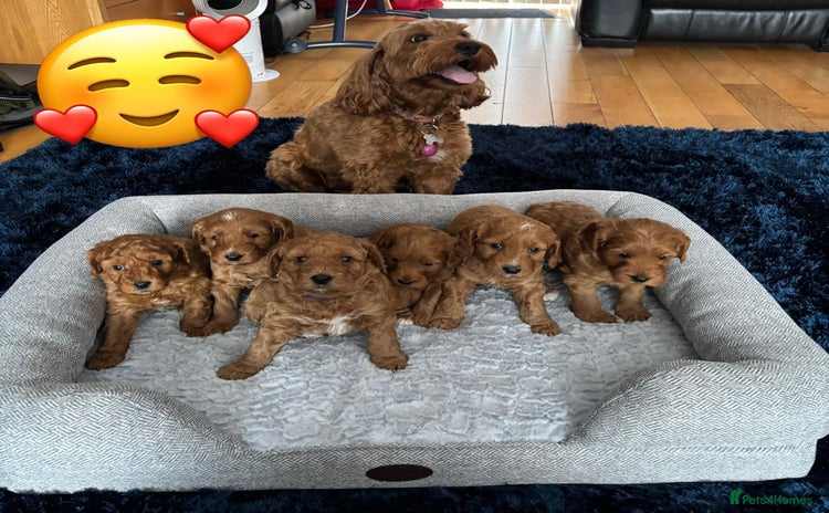 Cockapoo dogs - Advert 2