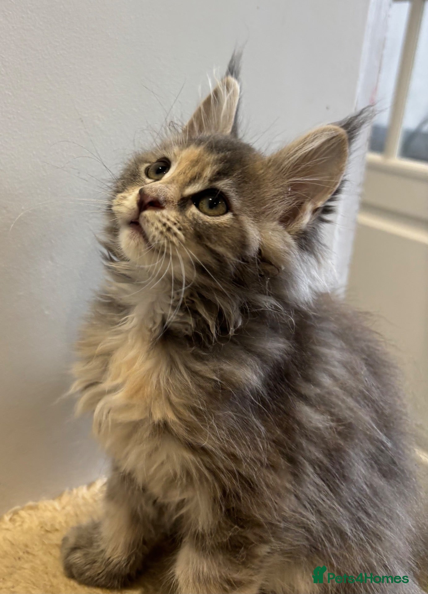 Maine Coon cats TICA Registered Maine Coon Kittens 🐾 - Advert 2