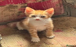 British Shorthair cats for sale: Adorable kittens  - Image 3