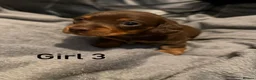 Miniature Dachshund dogs for sale: Chocolate & tan miniature dachshunds  - Advert 8