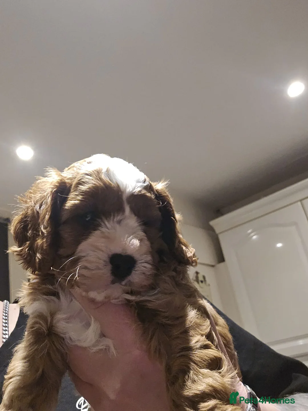 Cavachon dogs for sale: Gorgeous Cavachon Boy - Advert 2