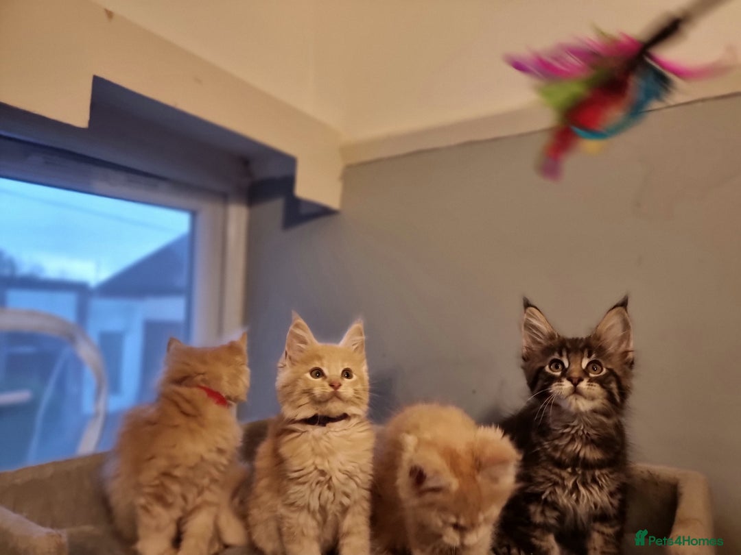 Maine Coon cats for sale: TICA REG.  Amazing kittens  - Image 14