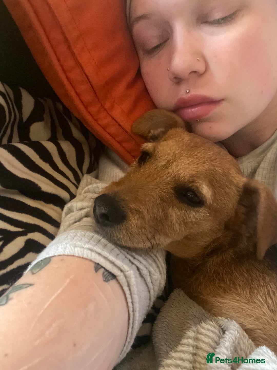 Patterjack dogs for sale: 8 Month Old girl seeking loving forever home - Image 8